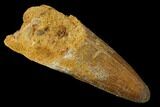 Large, Cretaceous Fossil Crocodile Tooth - Morocco #159142-1